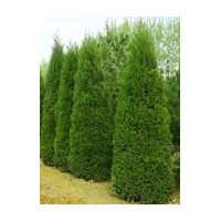 側(cè)柏價(jià)格 國槐價(jià)格 油松 苗木種子 承攬苗木嫁接業(yè)務(wù)