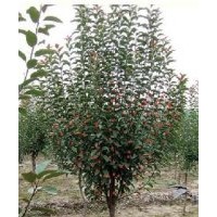 綠化苗木直銷 黃楊.冬青.龍柏.蜀快.紫薇.木槿.