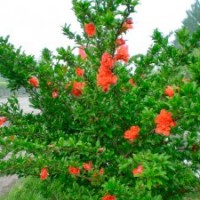 牡丹花石榴、叢生花石榴、花石榴小苗