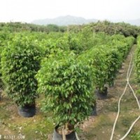 華棕、香樟、榕樹、盆架子、大葉紫薇、鳳凰木、加拿利海棗、各種