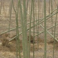 供應(yīng)速生柳垂柳