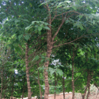 構(gòu)樹/鄢陵構(gòu)樹/構(gòu)桃樹