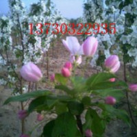 八棱海棠樹(shù)