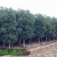 供應(yīng)桂花小苗-桂花2公分3公分4公分桂花5公分桂花價(jià)格