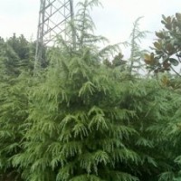 雪松 廣玉蘭 白玉蘭 大葉女貞