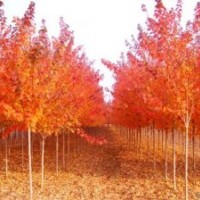 供應美國紅楓小苗，紅楓小苗，美國紅楓樹苗，紅楓苗