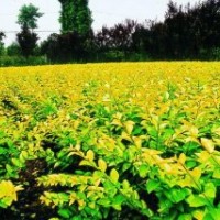 供應苗木-金葉女貞，紅葉小檗，紅王子錦帶，紅葉石楠