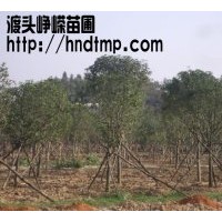 供應(yīng)米徑4-12公分八月桂20000棵！??！