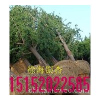 供30公分銀杏樹價格- 30公分銀杏樹