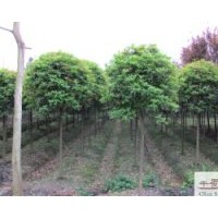 供應四季桂40-50公分