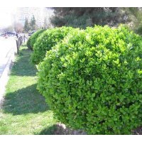 供應(yīng)大小葉黃楊球