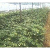 大量供應(yīng)鴨腳木帶苗 地苗