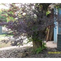 供應(yīng)紅葉李,紅楓，紅繼木，紅葉石楠，桂花，羅漢松