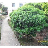 大量供應(yīng)桂花,香樟,紅花繼木,春鵑,金森女貞,羅漢松等各種綠化工