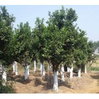 供應(yīng)各種規(guī)格紅楓、香樟、桂花