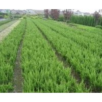 供應(yīng)：蜀檜、龍柏、紫薇、鋪地柏、瓜子黃楊、紫葉李、紫葉小檗、