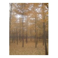 常年供應(yīng)3-100公分的銀杏樹，歡迎洽談購買！