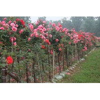 供應奧運花卉樹狀月季