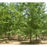 供應(yīng)銀杏樹(shù) 提供江蘇徐州最新銀杏樹(shù)價(jià)格