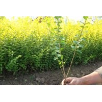 產(chǎn)地銷售3-6分枝金葉女貞、紅葉小波、連翹等花木