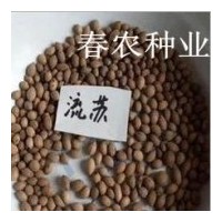 特供流蘇鮮果種子