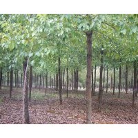 湖北武漢供應(yīng)香樟 叢生桂花 櫻花 廣玉蘭 紫薇等，規(guī)格數(shù)據(jù)如下