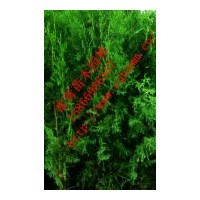 常年供應(yīng)【側(cè)柏苗，側(cè)柏樹苗】