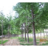 供應(yīng)銀杏苗木