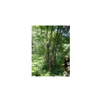 售：自家山樹：五角楓，曲柳 ，蒙古櫟，山槐