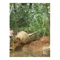 提供銀杏樹價格