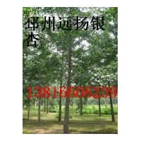 15公分銀杏樹價格