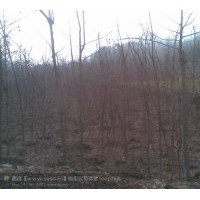 供應(yīng)高度20.70.80公分,銀杏小苗 木瓜樹，桂花樹，紅果冬青，三角