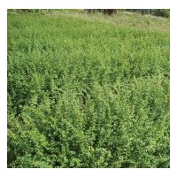 供應(yīng)水臘苗