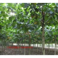 供應1-50公分法國梧桐樹苗,法桐樹苗批發(fā)