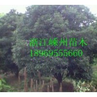 供應(yīng)八月桂、四季桂