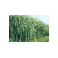 供大規(guī)格毛白楊.國(guó)槐.法桐.白蠟.合歡.千頭椿.速生柳.