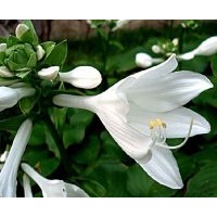 供應(yīng)玉簪花