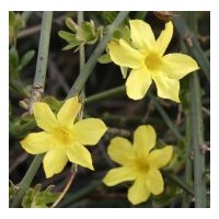 供應(yīng)迎春花