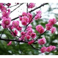 供應(yīng)臘梅、珍珠梅、美人梅、紅梅、綠梅、榆葉梅、垂梅