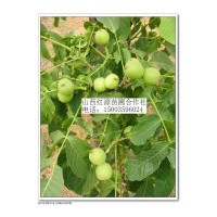 供應(yīng)核桃苗葡萄 連翹苗 黃連木