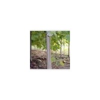 供應(yīng)冠縣毛白楊，冠縣千頭椿，臭椿，千頭椿價(jià)格