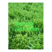 長期供應大葉黃楊，小葉黃楊，紅葉小波，金葉女貞