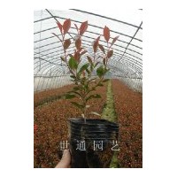 大量供應小葉紅葉石楠