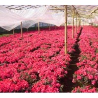 長期供應(yīng)各種規(guī)格盆栽杜鵑花