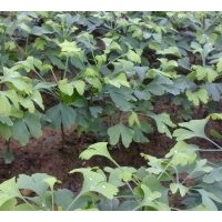 一年到二年小銀杏苗訂購中