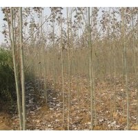 供應毛白楊 垂柳 黃柳 榆樹等各種綠化苗木