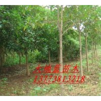 桂花樹D2-8公分，冠有1-3米  桂花園