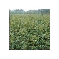供應(yīng)花椒苗 大規(guī)格花椒苗