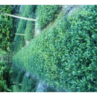 大批各種規(guī)格桂花 梔子 小苗出售