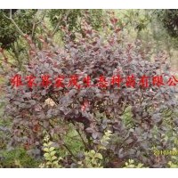 供應(yīng)紅繼木球